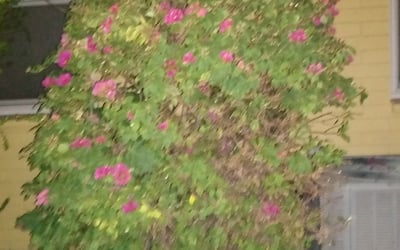 Photo of Heather J.'s yard after getting landscaping in Catalina, AZ