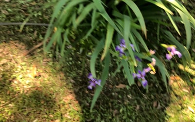 Photo of Elizabeth H.'s yard after getting landscaping in Vacherie, LA