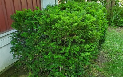 Photo of Robert F.'s yard after getting landscaping in Junction City, OH