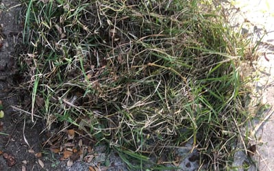 Photo of Naomi H.'s yard after getting tree care in Cape Coral, FL