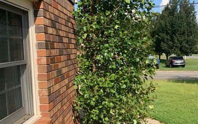 Photo of Fred E.'s yard after getting tree care in Alpharetta, GA