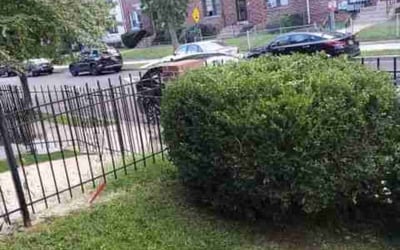 Photo of Vicki-Lynn H.'s yard after getting tree care in Reston, VA