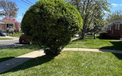 Photo of Cheri B.'s yard after getting landscaping in Sabillasville, MD