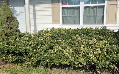 Photo of Brandon M.'s yard after getting landscaping in Clinton, OH