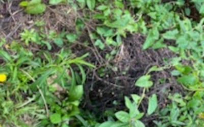 Photo of Deborah W.'s yard after getting landscaping in Bates City, MO