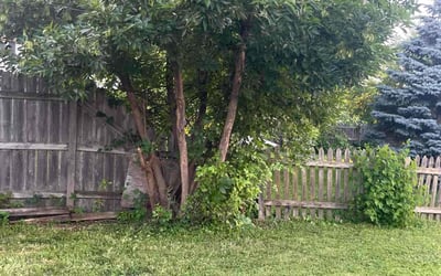 Photo of Zy'Aire K.'s yard after getting tree care in Milwaukee, WI