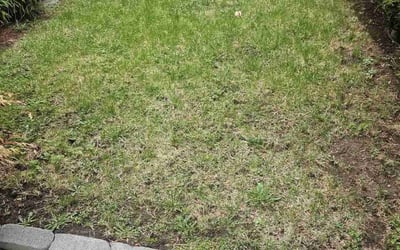 Photo of Edison W.'s yard after getting lawn care in Patchogue, NY