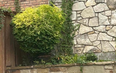 Photo of Craig S.'s yard after getting landscaping in Springtown, TX