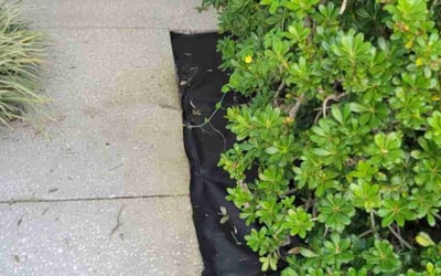 Photo of David T.'s yard after getting landscaping in Loughman, FL