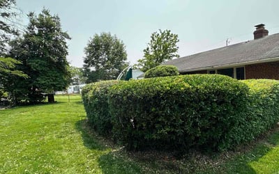 Photo of Michelle G.'s yard after getting landscaping in Springfield, VA