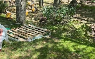 Photo of Andrea D.'s yard after getting landscaping in California, KY