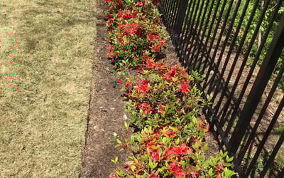 Photo of Jonathan P.'s yard after getting landscaping in Franklin, GA