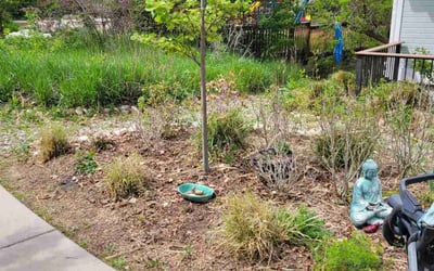 Photo of Grant I.'s yard after getting tree care in Fountain, CO