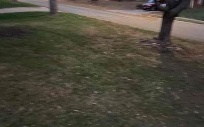 Photo of Eric T.'s yard after getting landscaping in Drexel, MO
