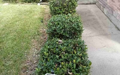 Photo of Jason L.'s yard after getting landscaping in Sinton, TX