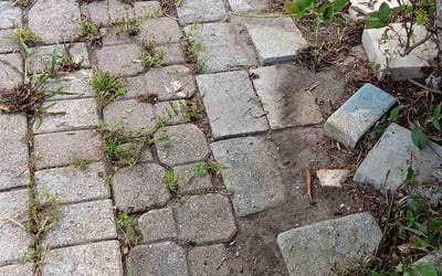 Photo of Hannah B.'s yard after getting lawn care in Belle Glade, FL