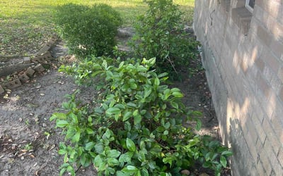 Photo of Nicholas N.'s yard after getting tree care in Baytown, TX