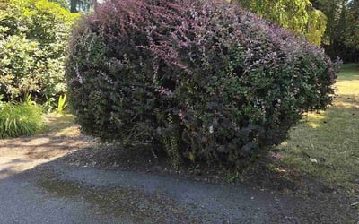 Photo of Judy R.'s yard after getting tree care in Spokane, WA