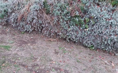 Photo of Carolyn G.'s yard after getting landscaping in Baring, WA