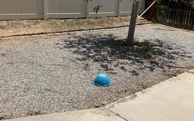 Photo of Jan G.'s yard after getting tree care in Rohnert Park, CA