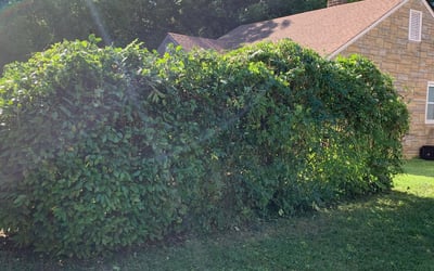 Photo of Louise A.'s yard after getting tree care in Windsor, VA