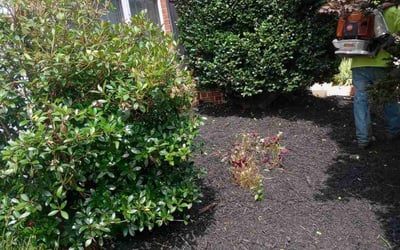 Photo of Diane M.'s yard after getting landscaping in Greer, SC