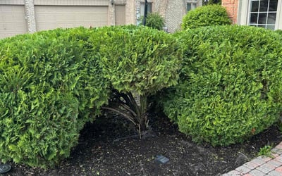 Photo of Shawn F.'s yard after getting tree care in Sterling Heights, MI