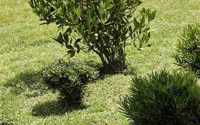 Photo of Lacey D.'s yard after getting landscaping in Hilton Head Island, SC