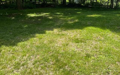 Photo of Dan C.'s yard after getting tree care in Livonia, MI