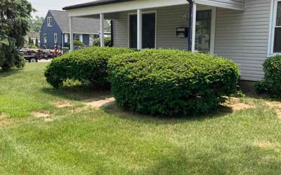 Photo of Michael W.'s yard after getting landscaping in South Bloomingville, OH