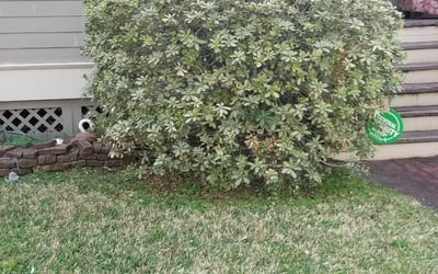 Photo of Allison S.'s yard after getting landscaping in Devers, TX