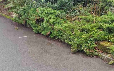 Photo of Valerie M.'s yard after getting landscaping in Medina, WA