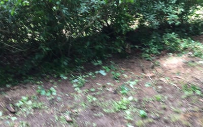 Photo of Kimberly C.'s yard after getting landscaping in Tyrone, GA