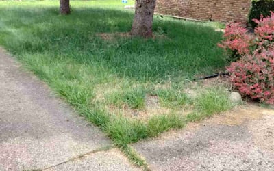 Photo of Michael W.'s yard after getting landscaping in Clayton, IN