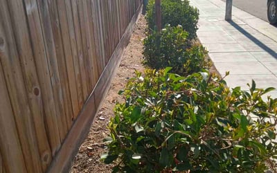 Photo of Tiffany T.'s yard after getting tree care in El Cajon, CA