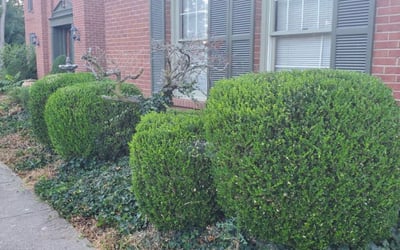 Photo of Kevin C.'s yard after getting landscaping in Aurora, IN
