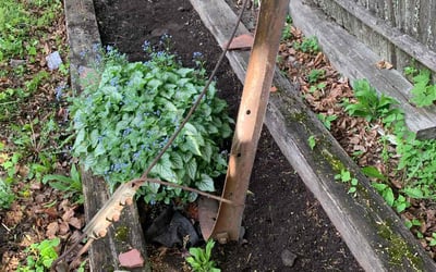 Photo of Sharon A.'s yard after getting landscaping in Boston, MA