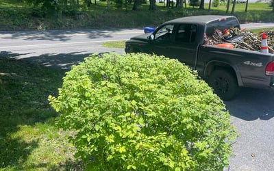 Photo of Brittany H.'s yard after getting landscaping in Manheim, PA