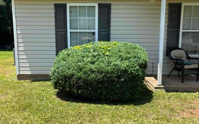 Photo of Ismael G.'s yard after getting tree care in Greer, SC
