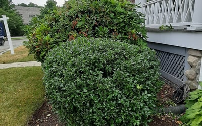 Photo of Mary G.'s yard after getting landscaping in Needham Heights, MA