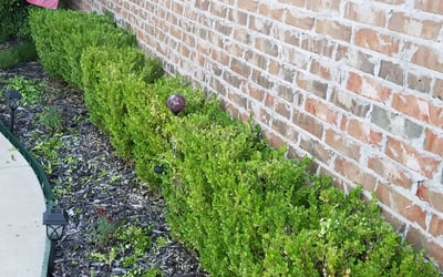 Photo of Karol K.'s yard after getting tree care in Oklahoma City, OK