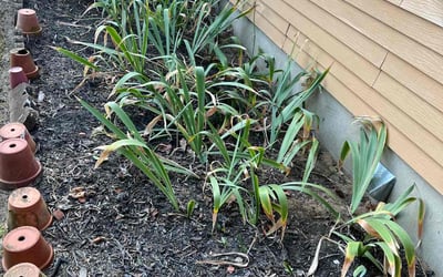 Photo of Carla C.'s yard after getting landscaping in Lothian, MD