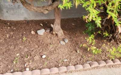 Photo of Rebecca B.'s yard after getting landscaping in Tahoe City, CA