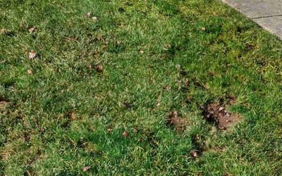 Photo of Terrance W.'s yard after getting landscaping in Clarksville, MD