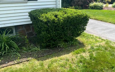 Photo of Sharon Y.'s yard after getting landscaping in New Britain, CT