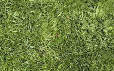 Photo of Kimberly G.'s yard after getting landscaping in Trafalgar, IN