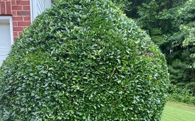 Photo of Douglas W.'s yard after getting landscaping in Rydal, GA