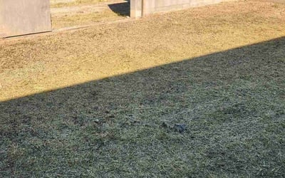 Photo of Joe B.'s yard after getting lawn care in Tucson, AZ