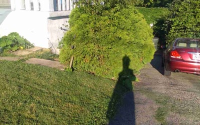 Photo of Tonya L.'s yard after getting landscaping in Alexandria, KY