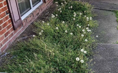 Photo of Tamara S.'s yard after getting landscaping in Jetersville, VA